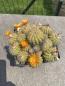 Preview: Parodia spec. orange